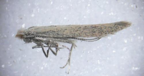Bedellia somnulentella